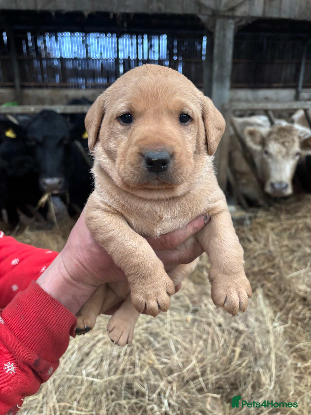 Labrador Retriever dogs for sale: Puppy Red fox labradors  - Advert 9