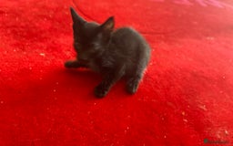 Savannah cats for sale: Savannah Kitten 3 - F3 Savannahs  - Image 1