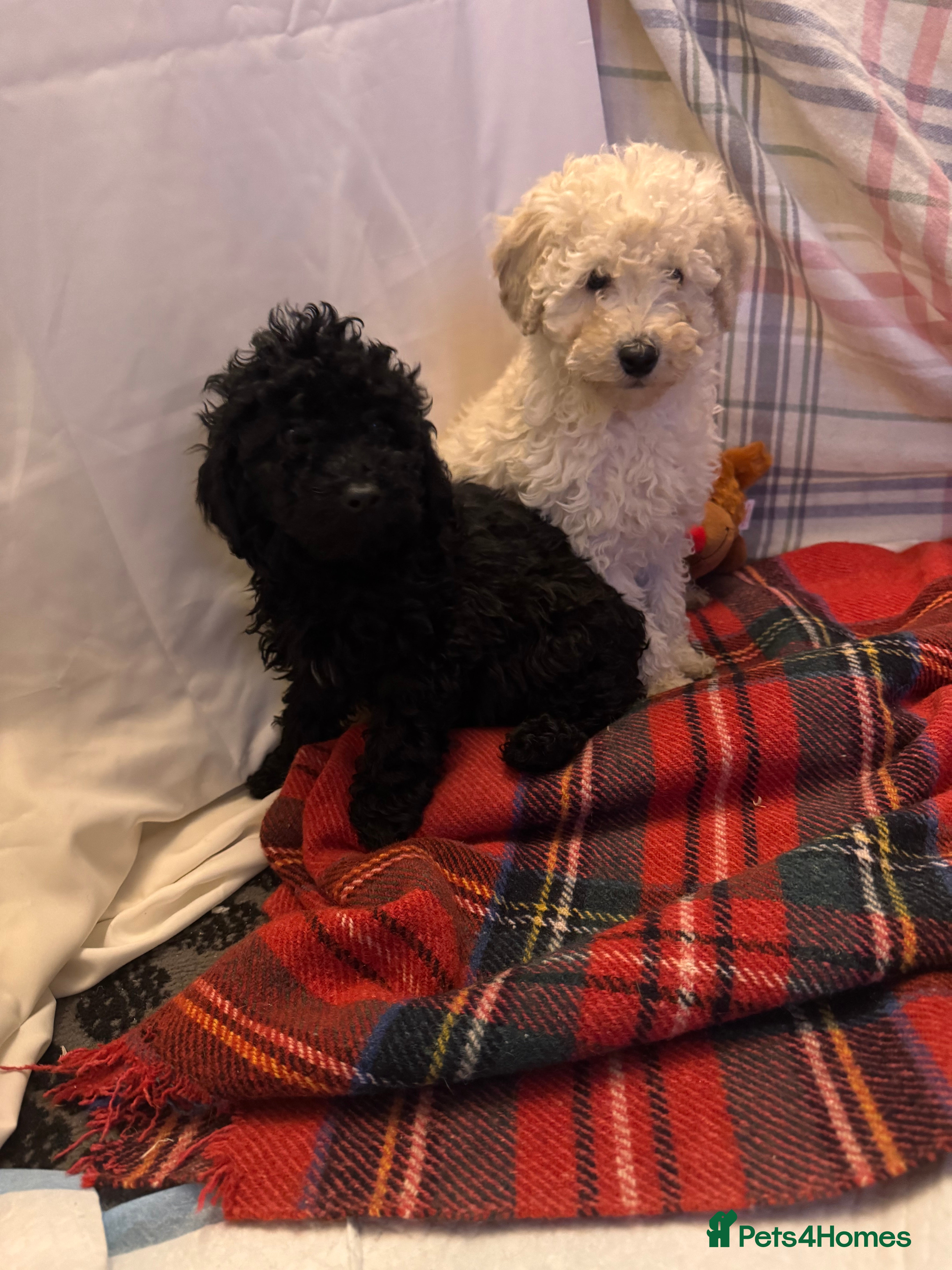 Cavapoo dogs TOY CAVAPOO PUPPIES  - Advert 1