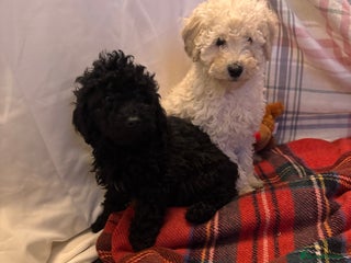 Cavapoo dogs TOY CAVAPOO PUPPIES - Advert 1