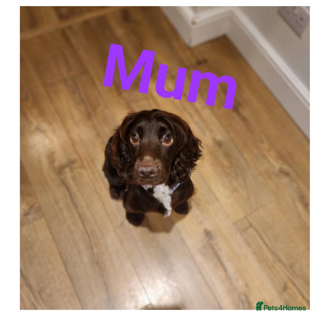 Cocker Spaniel dogs for sale: Stunning KC working cocker spaniel puppies  - Advert 10