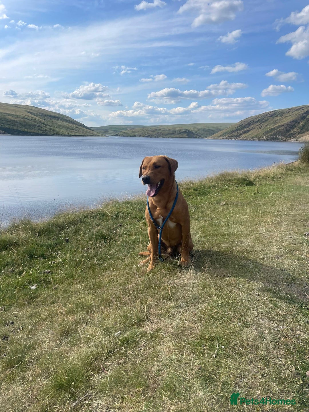 Labrador Retriever dogs for sale: Stunning litter of 9 pups - Advert 17