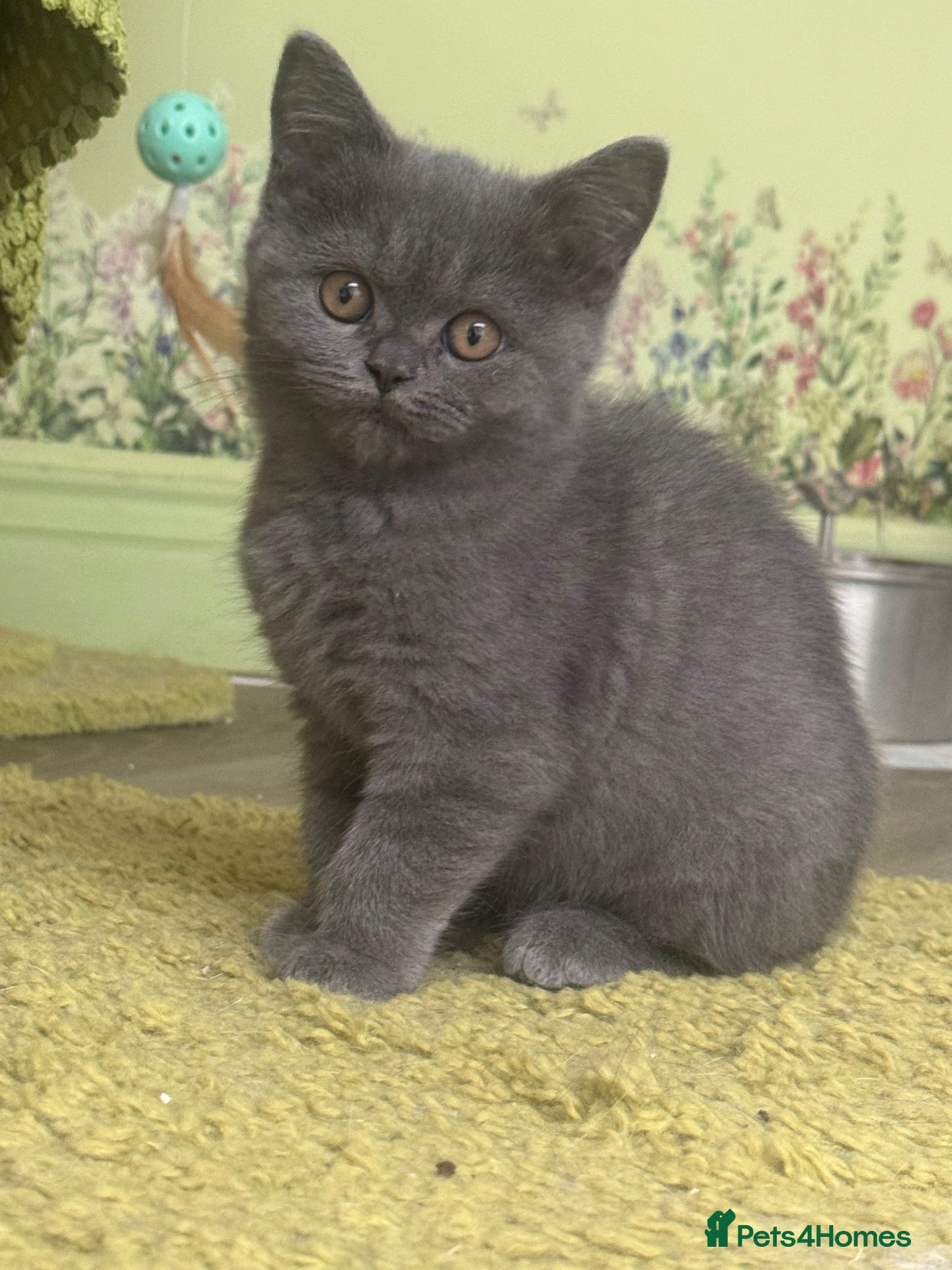 Scottish Fold cats for sale: Reduced ready4rehome!Registered Scottishstriaghts  - Advert 1