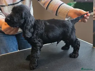Cocker Spaniel dogs KC Health Tested Show Cocker Spaniel Pups - Advert 5