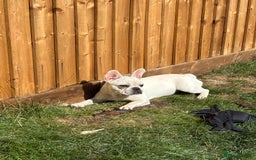 French Bulldog dogs for sale: 7 month old Margo  - Image 4