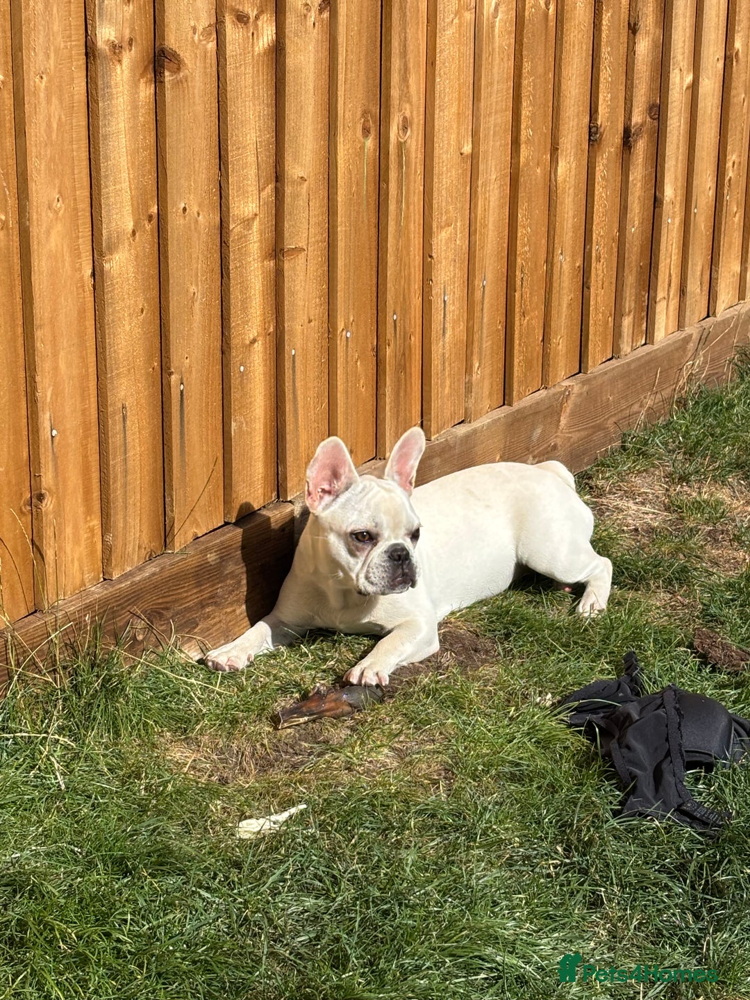 French Bulldog dogs for sale: 7 month old Margo  - Image 4