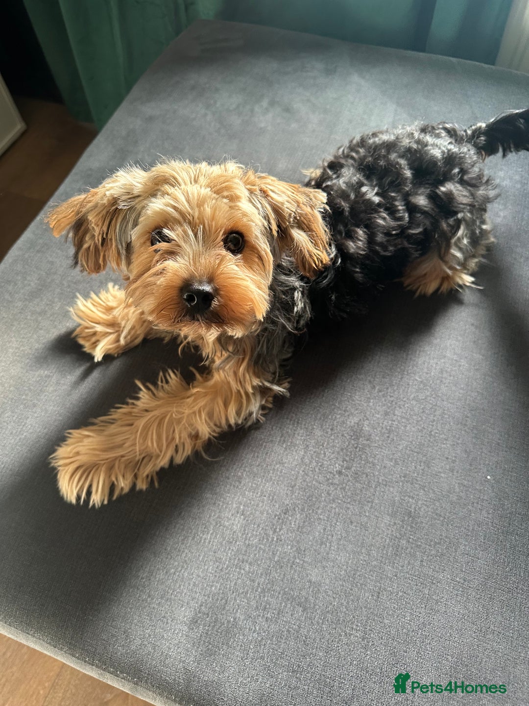 Yorkshire Terrier dogs for sale: Beautiful Yorkshire Terrier Puppy for Sale - Advert 3