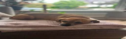 Mixed Breed dogs for adoption: Speedy in Bournemouth - Advert 3