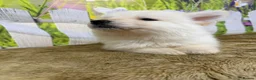 German Shepherd dogs for sale: German Shepherd puppies for sale - Advert 5