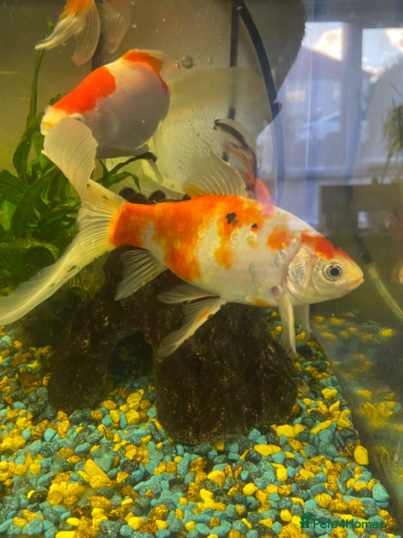 Goldfish fish for sale: 🐟 Beautiful Goldfish for Sale 🐟 in Mansfield - Advert 3