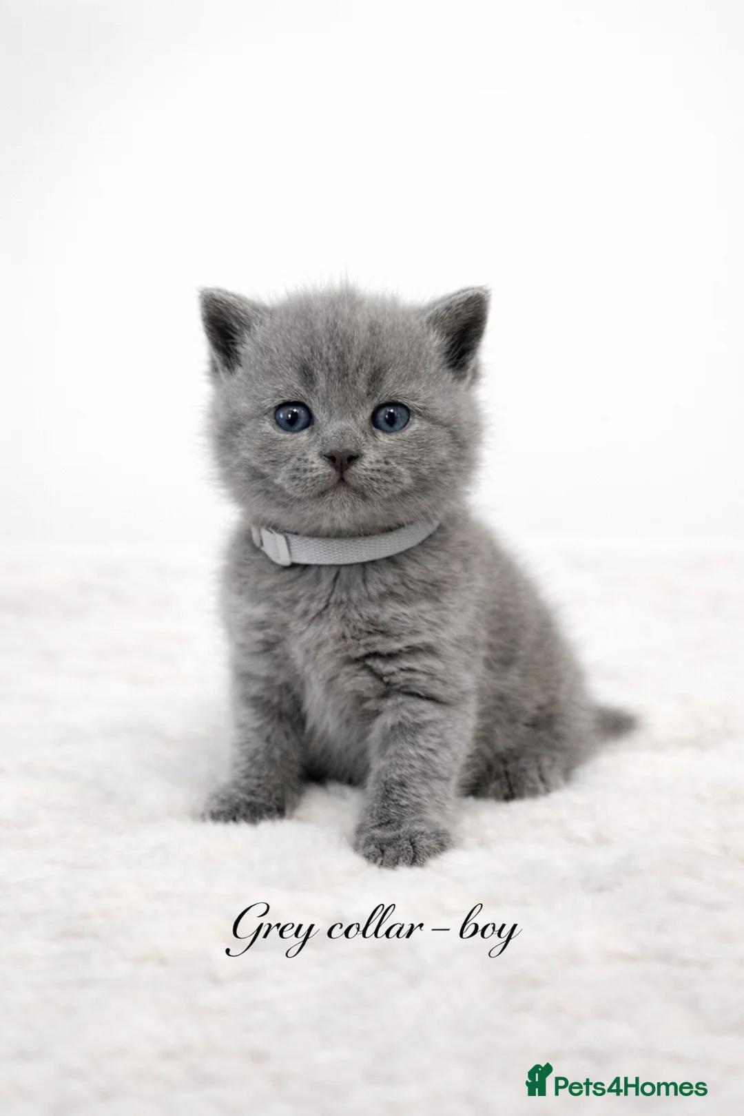 British Shorthair cats for sale: 6 beautiful full British shorthair kittens  - Advert 7