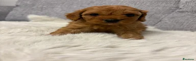 Cavapoo Puppy 5