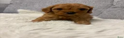 Cavapoo dogs for sale: F1 cavapoo puppies  - Advert 2