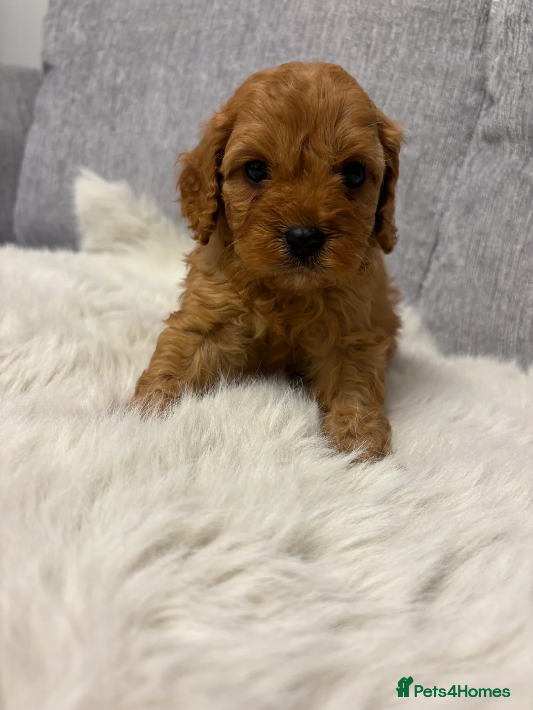 Cavapoo dogs for sale: F1 cavapoo puppies  - Advert 2