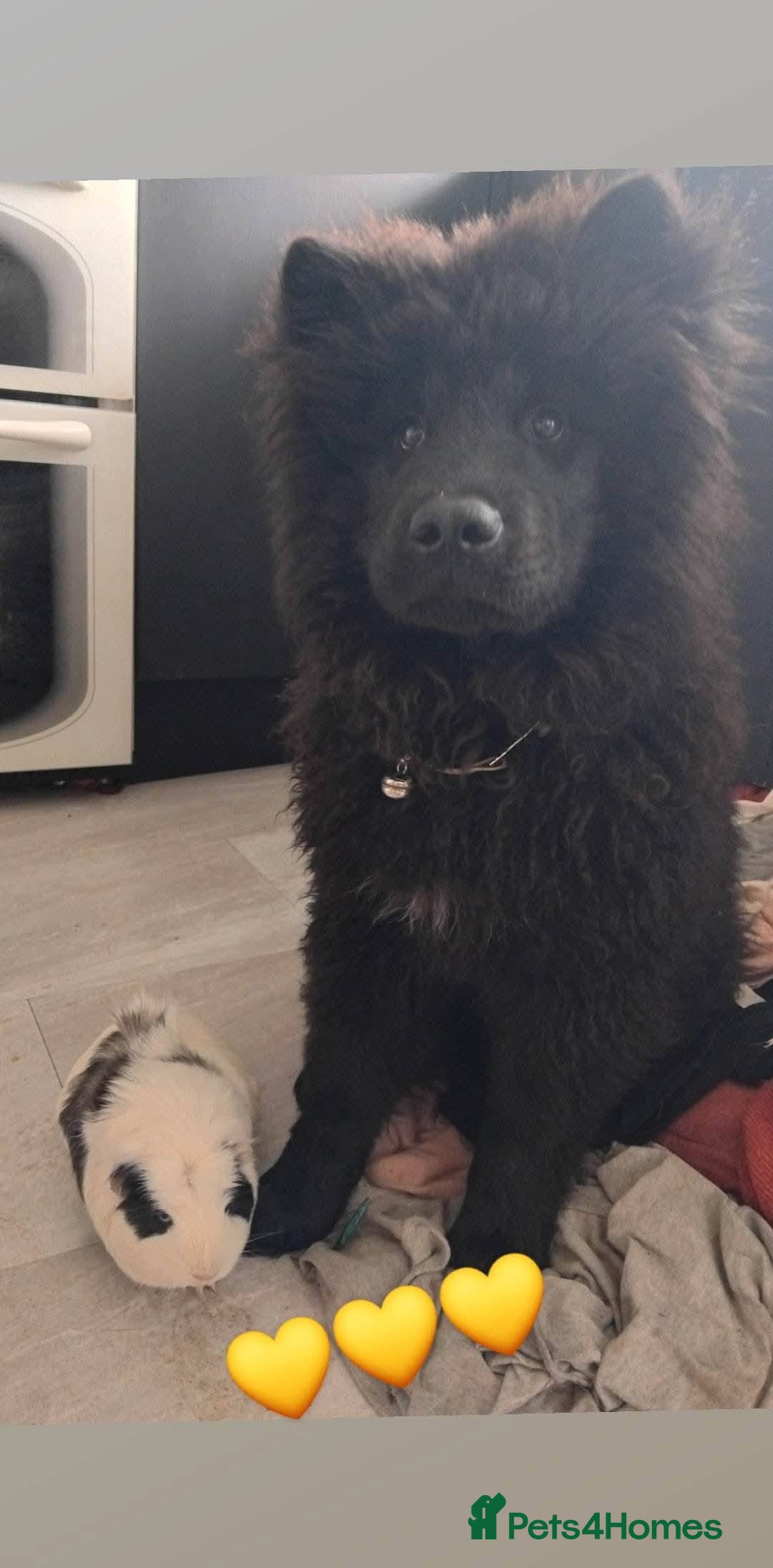 Mixed Breed dogs for sale: 7 month old chow chow x akita puppy - Image 3