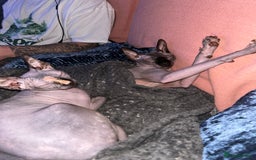 Sphynx cats for sale: Female sphynx looking for a new home  - Image 4