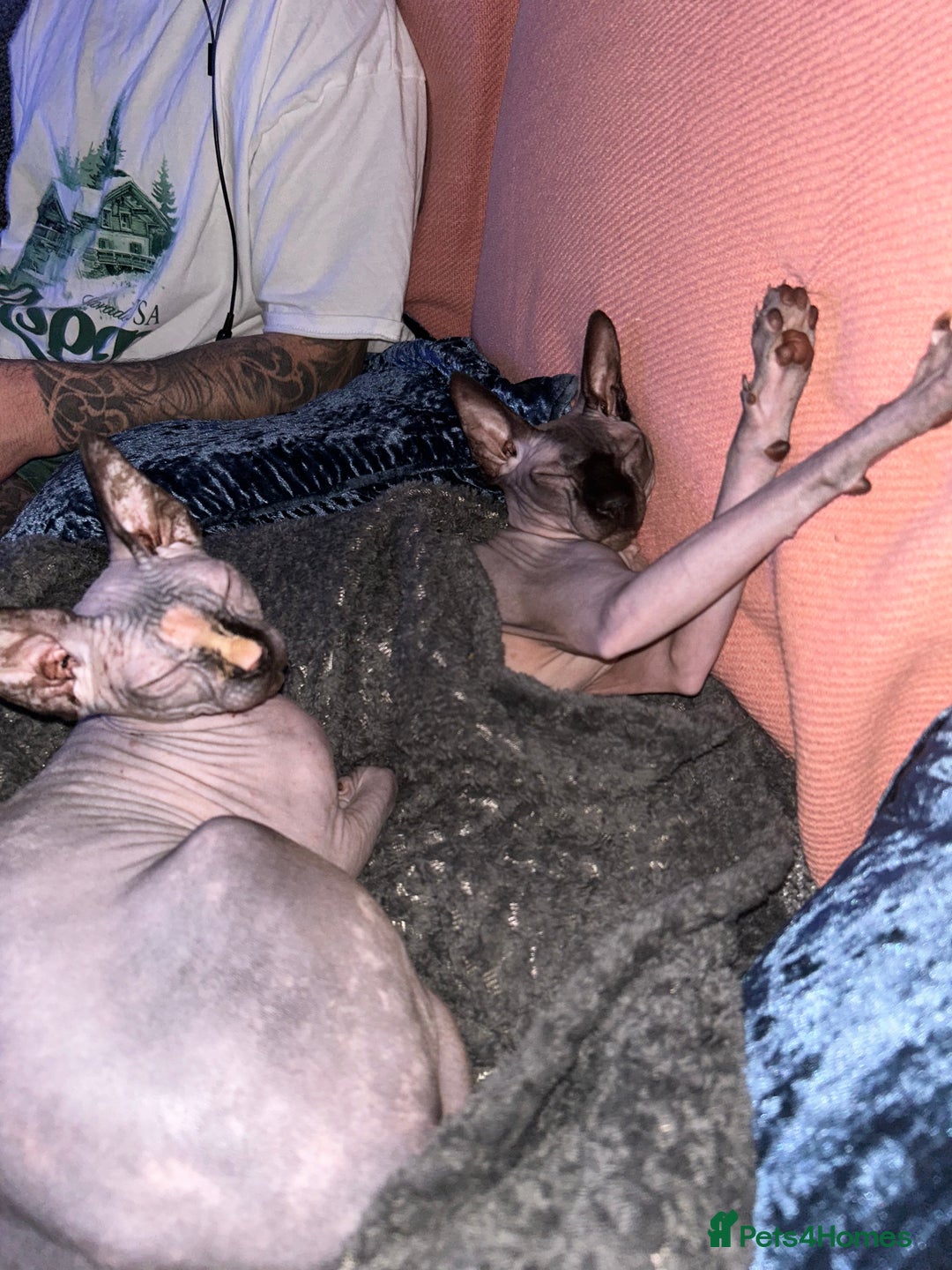 Sphynx cats for sale: Female sphynx looking for a new home  - Image 4