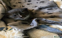 Mixed Breed cats for sale: Mixed ragdoll x siberian  - Image 5