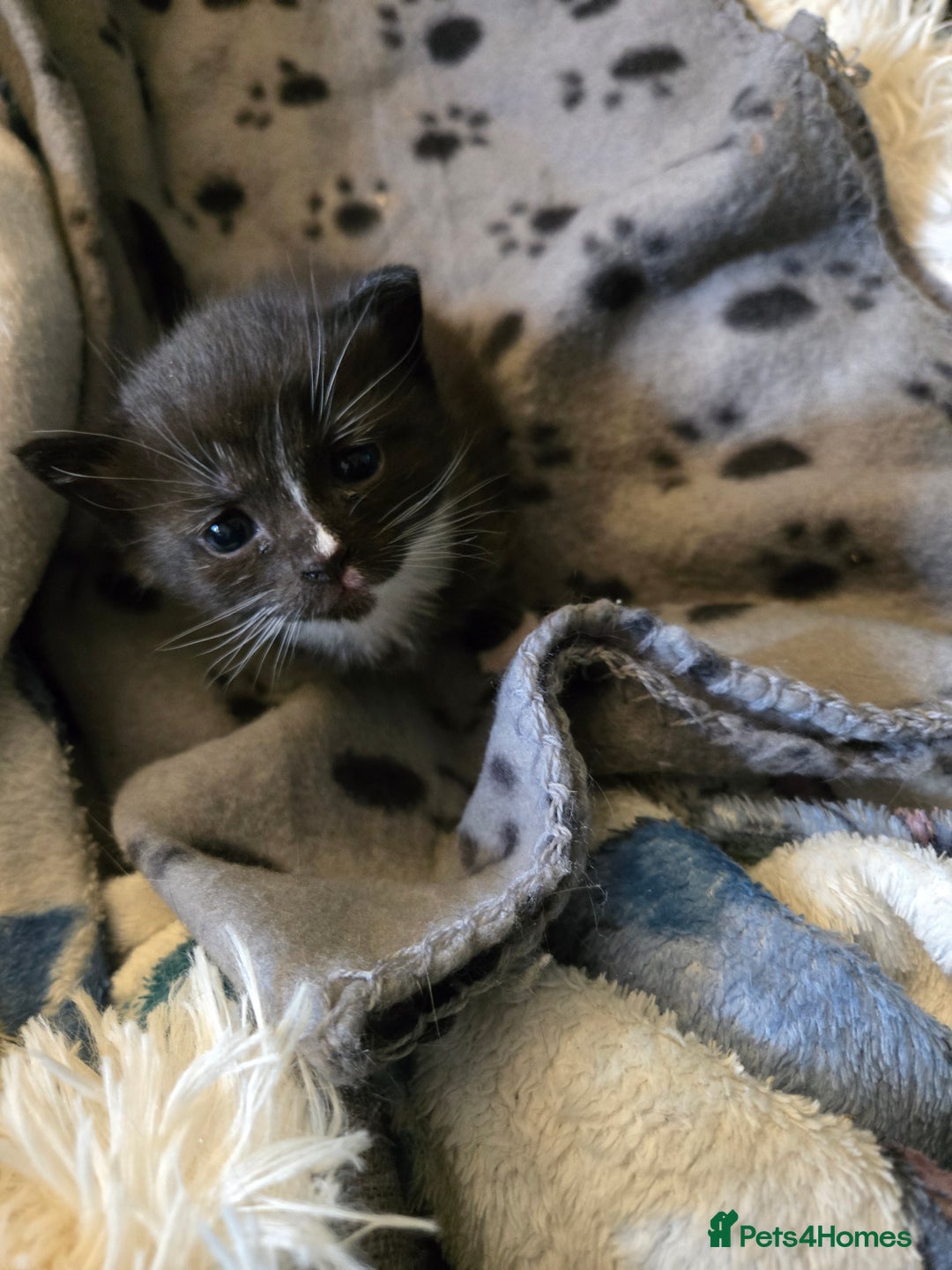 Mixed Breed cats for sale: Mixed ragdoll x siberian  - Image 5