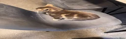 Bengal cats for sale: Bengal kitten  in Canterbury - Advert 13
