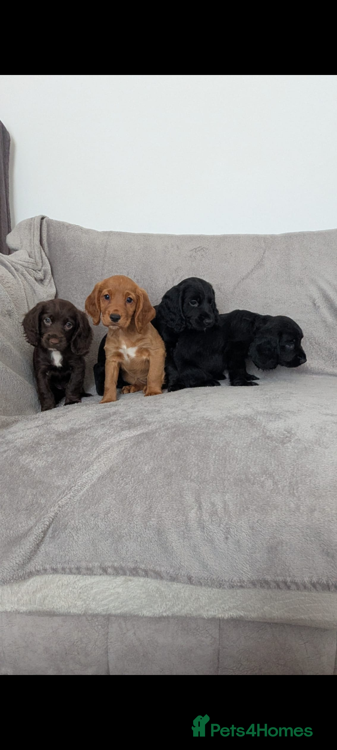 Cocker Spaniel dogs for sale: Beautiful Cocker Spaniel Puppies - Image 6