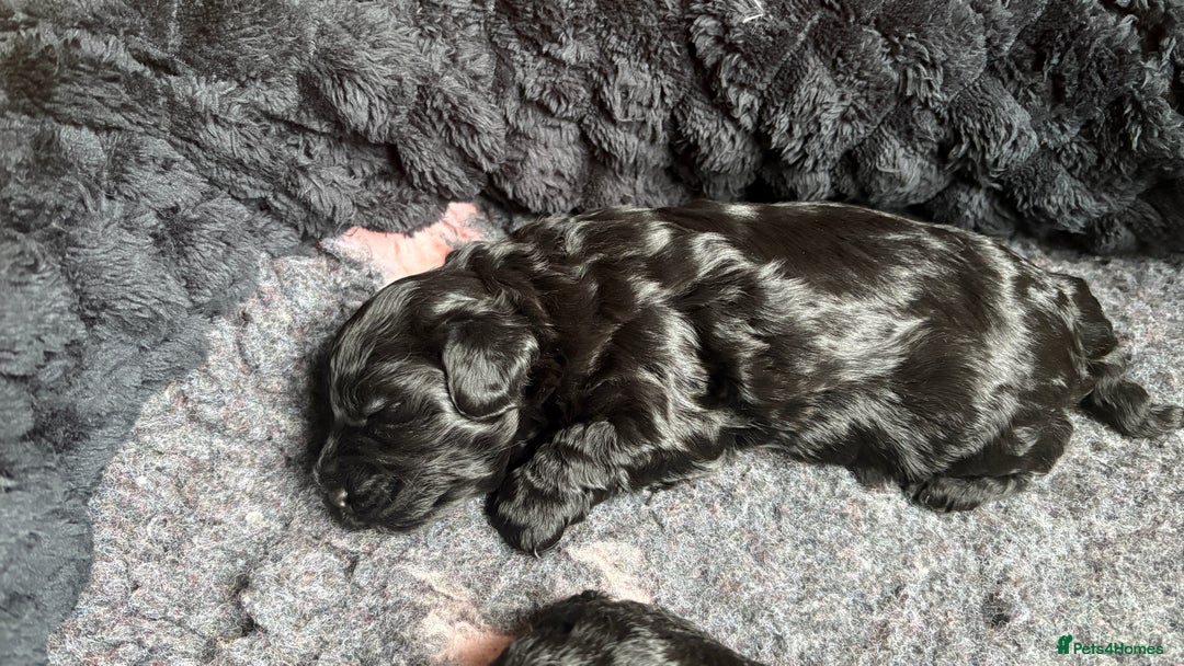 Lhasapoo dogs for sale: ***2 stunning lhasapoos ready this week*** - Advert 15