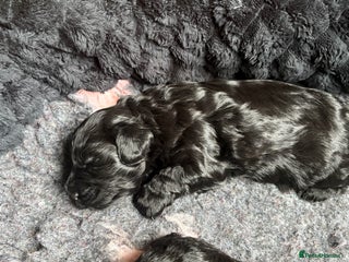 Lhasapoo dogs Only 3 stunning black lhasapoo left - Advert 2