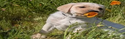 Labrador Retriever dogs for sale: Labrador puppys - Advert 2