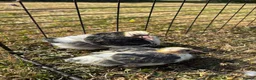 Pigeons birds for sale: Baby racing pigeons, homing pigeons  - Advert 6