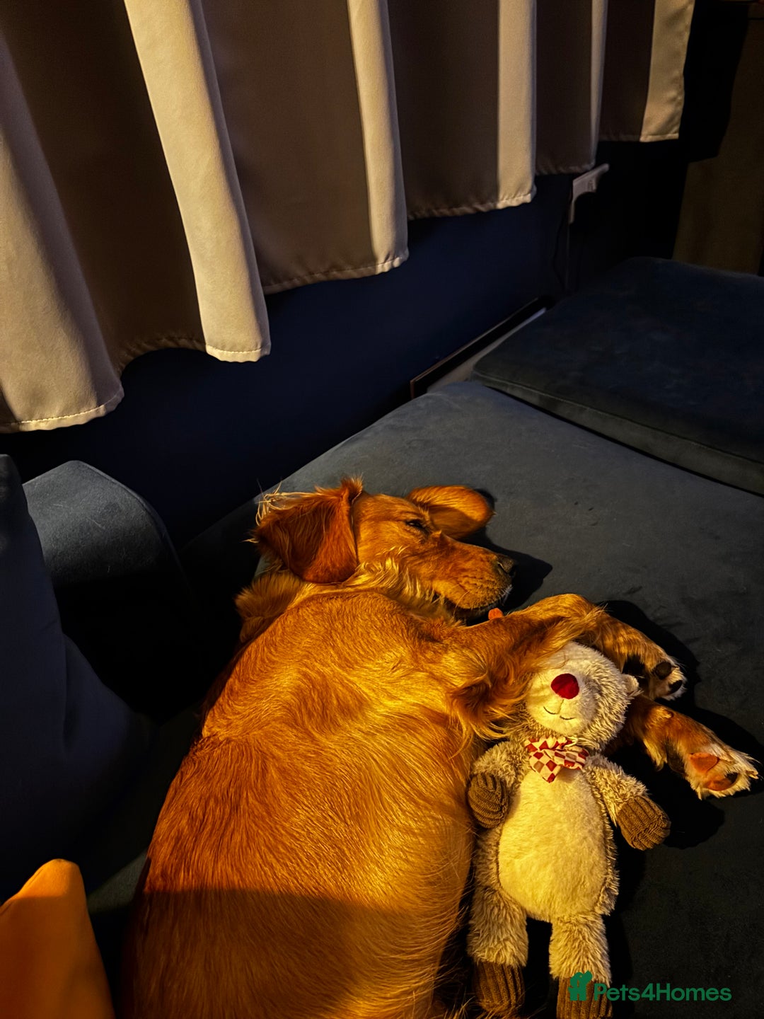 Mixed Breed dogs for sale: Lovely boy is looking for a new home - Advert 7