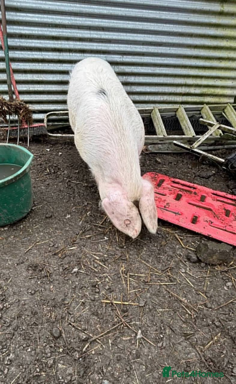 Pig livestock 1 Pedigree Gloucestershire Old Spot Growing,  - Advert 1