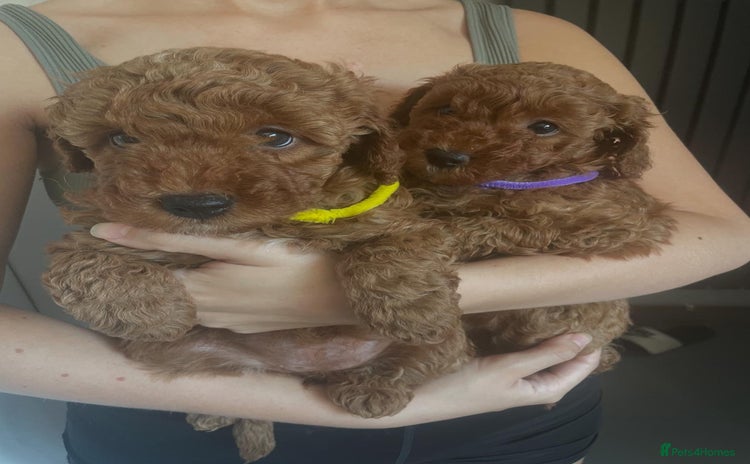 Miniature Poodle dogs - Advert 2