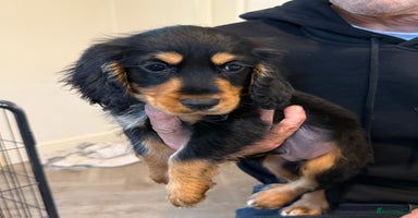 Cocker Spaniel dogs - Advert 11