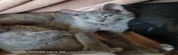 Russian Blue cats for sale: Stunning Russian Blue kittens-pure Pedigree - Advert 8