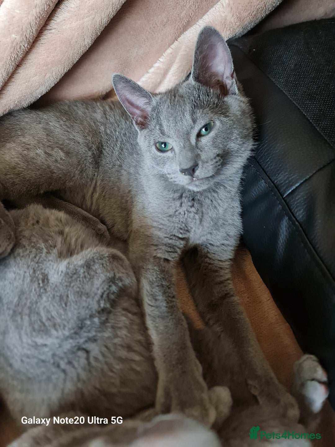 Russian Blue cats for sale: Stunning Russian Blue kittens-pure Pedigree - Advert 8