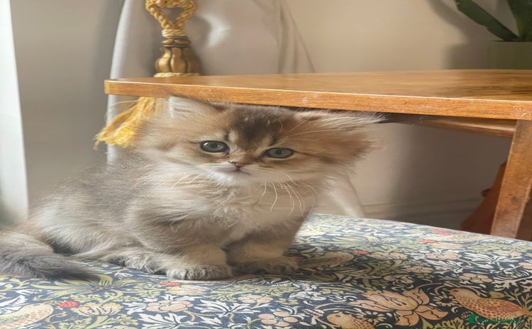 British Longhair cats - Advert 2