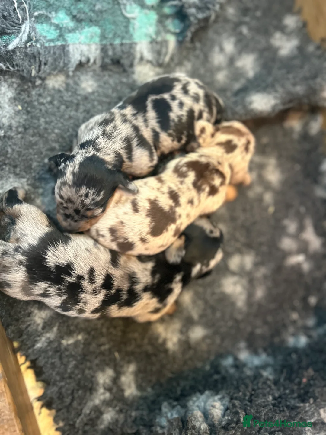 Miniature Dachshund dogs for stud: For stud! Stunning kc miniature dachshund in Maldon - Advert 4