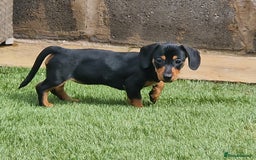 Mixed Breed dogs for sale: Jack russell x mini dachshund  - Image 1