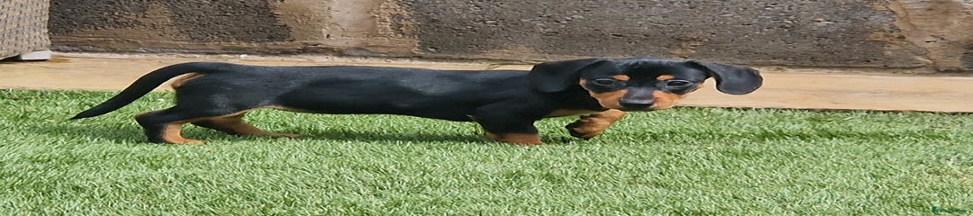 Mixed Breed Puppy 1