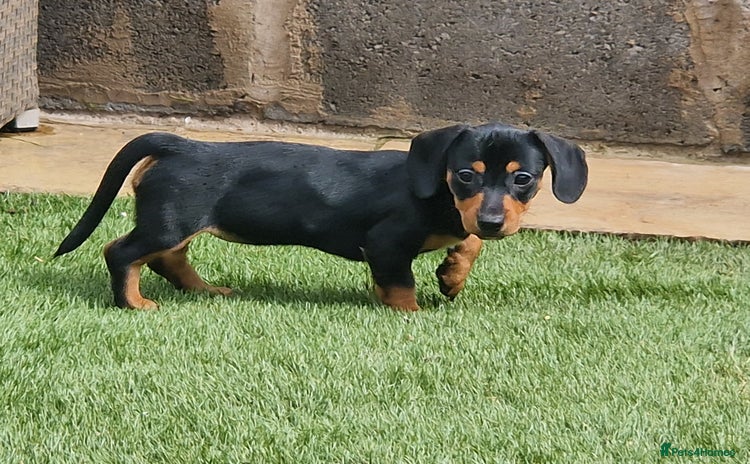 Mixed Breed dogs - Advert 11