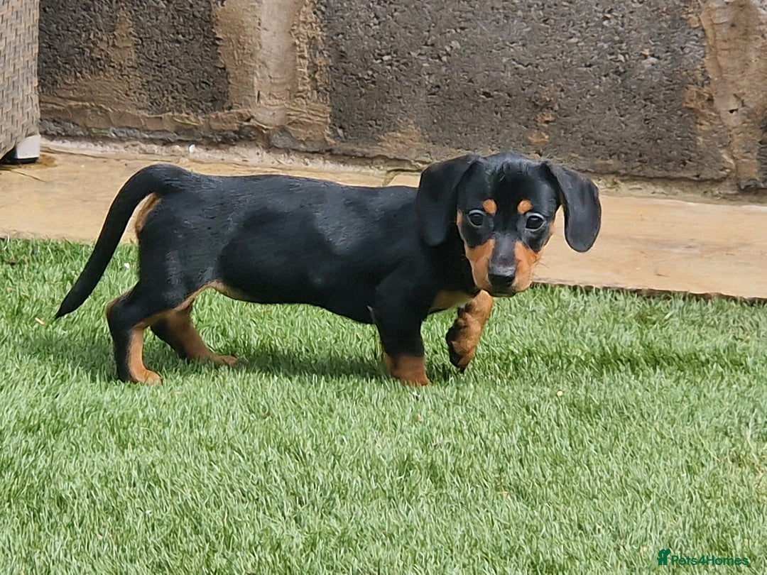Mixed Breed dogs for sale: Jack russell x mini dachshund  - Image 1