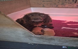 Cocker Spaniel dogs for sale: Kc registered working cocker puppies - Image 4