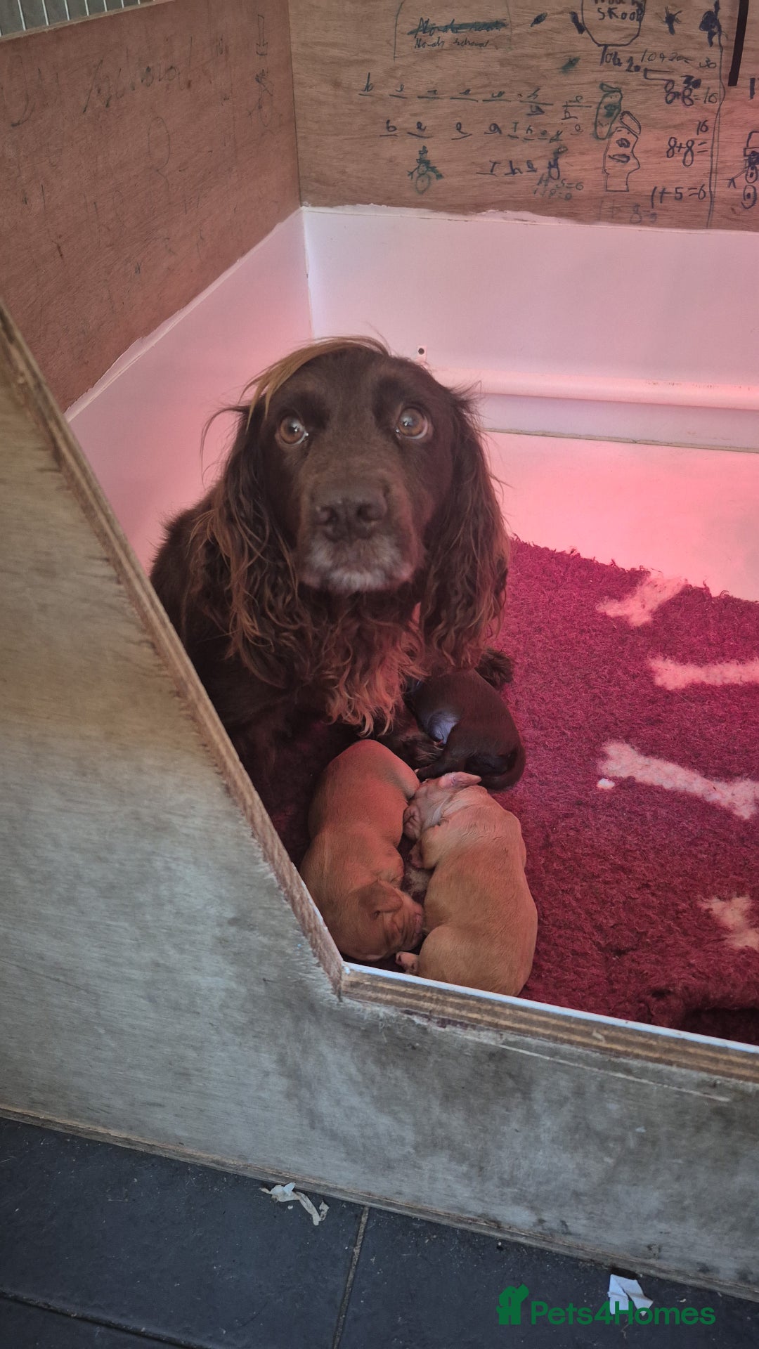 Cocker Spaniel dogs for sale: Kc registered working cocker puppies - Image 4