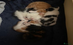 British Shorthair cats for sale: Beautiful kittens  - Image 9