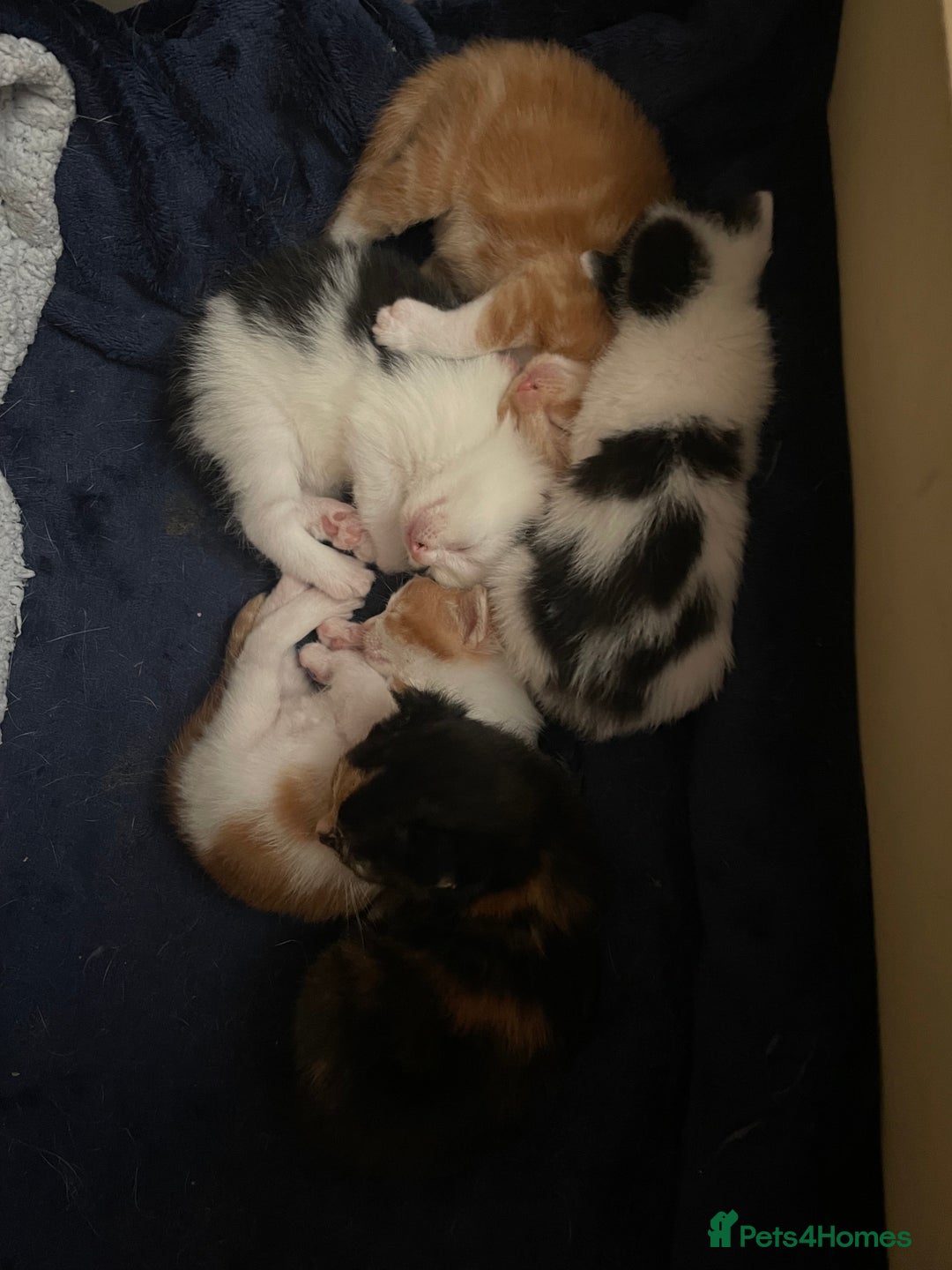 British Shorthair cats for sale: Beautiful kittens  - Image 9