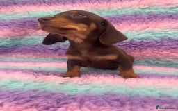 Miniature Dachshund dogs for sale: Miniature Dachshund Boys and Girls From £700 - Image 27