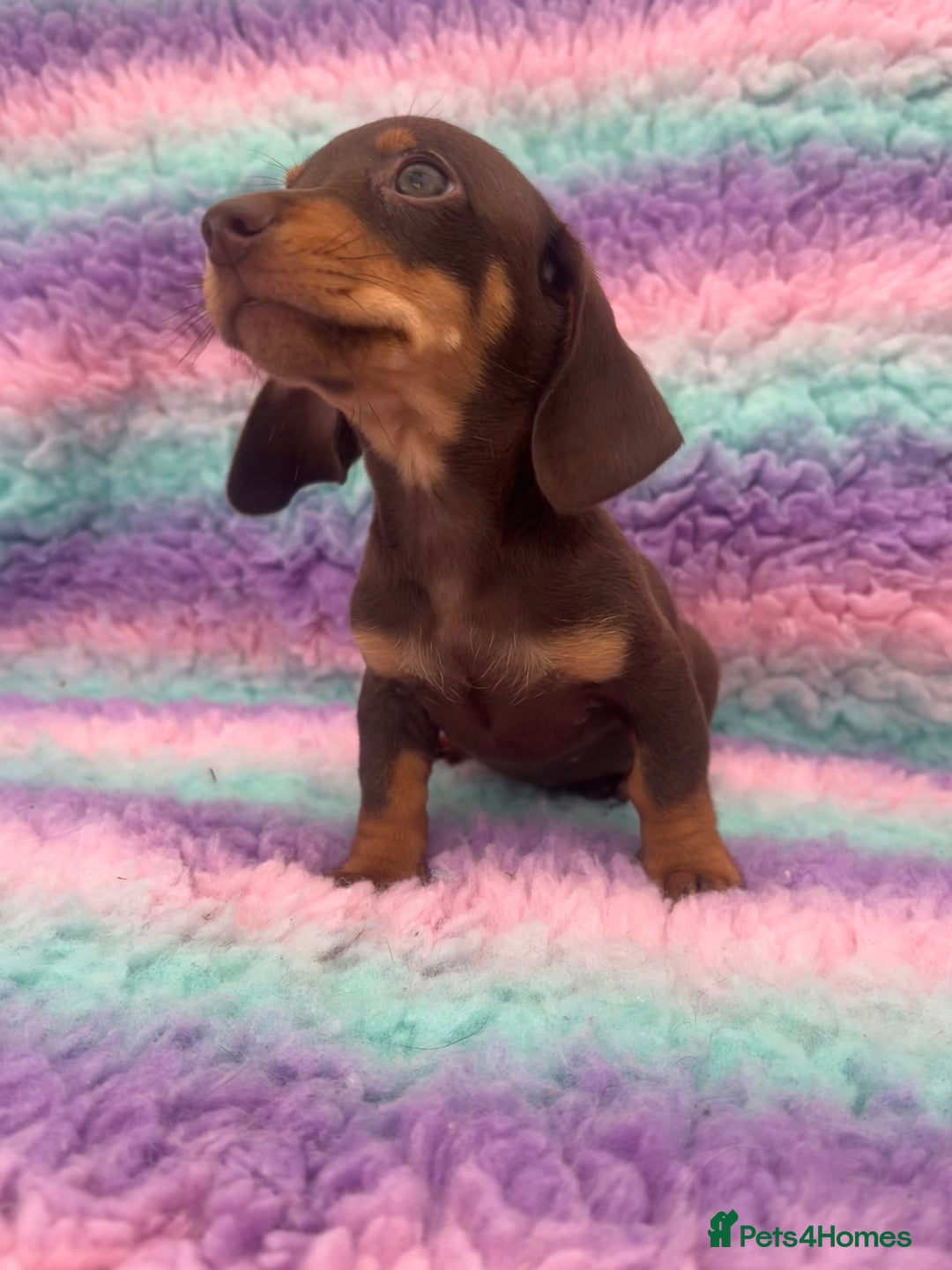 Miniature Dachshund dogs for sale: Miniature Dachshund Boys and Girls From £700 - Image 27