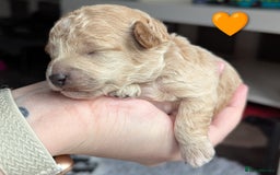 Poochon dogs for sale: 🐾 Adorable F1b Poochon Puppies - Ready November🐾 - Image 26