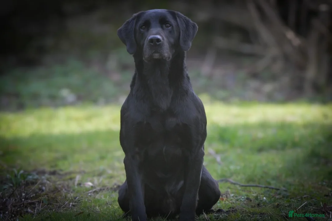 Labrador Retriever dogs for stud: 0/0 HIP & ELBOWS FULLY HEALTH TESTED BLACK STUD in Malton - Advert 16