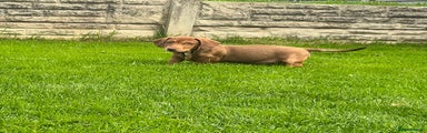Miniature Dachshund Puppy 4
